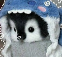 Nik061