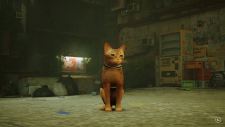 Stray, Stray